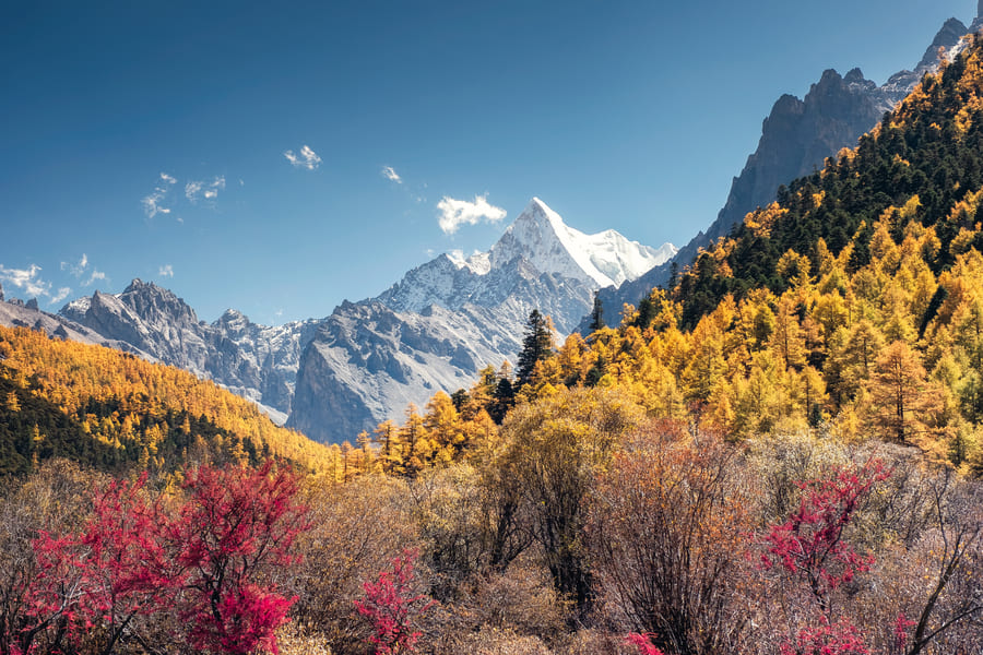 Paisaje otoñal en una zona de alta montaña, mostrando un frondoso bosque con árboles